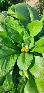 Lush green plant with a small yellow flower.