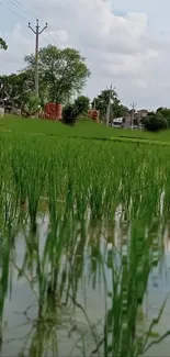 Wallpaper showing a lush green rice field with a serene rural backdrop.