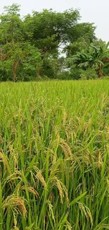 Lush green rice field with trees in background.