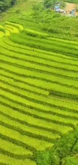 Aerial view of lush green rice terraces.