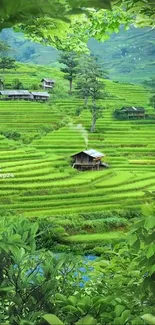 Green terraced rice fields with huts and trees, serene and natural scene.