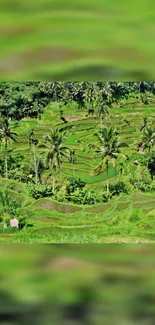 Lush green rice terraces with palm trees.