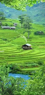 Serene green rice terraces with river.