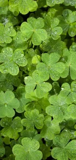 Vibrant green shamrock leaves with dewdrops, creating a natural background.