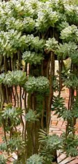 Tall succulent plant on brick path background.