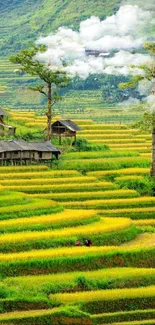 Lush green terraced fields with vibrant scenery.