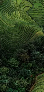 Lush green terraced rice fields with natural patterns and serene views.