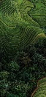 Lush green terraced hills with forest scenery.