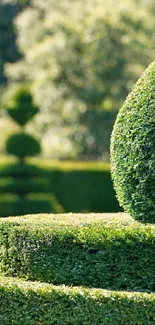 Lush green topiary in a tranquil garden setting, showcasing nature's beauty.