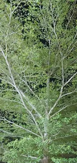 Lush green tree against dark night sky wallpaper.