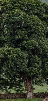 Lush green tree with dense foliage set in a tranquil landscape.