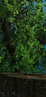 Green tree with lush leaves against a blue sky.