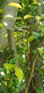 Lush green tree with vibrant leaves and textured bark.