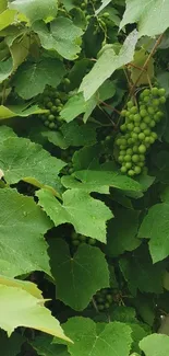 Lush green vineyard leaves with grapes.