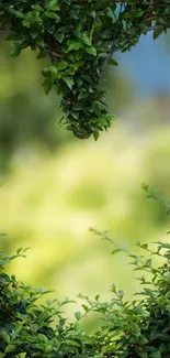 Green foliage creating a serene natural frame with a soft focus background.