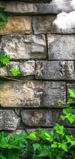 Lush green ivy vines climb over a textured stone wall.