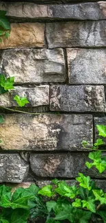 Lush green ivy climbing on a rustic stone wall.