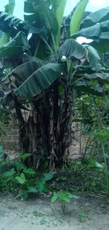 Lush banana plant in a vibrant jungle setting.