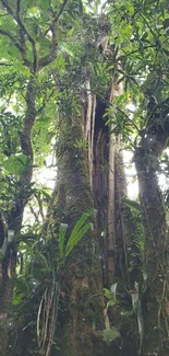 Tall tree in a lush, green jungle forest setting with foliage.