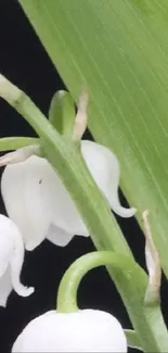 Close-up of lily of the valley flowers with a green leaf background.