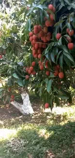 Lychee tree with vibrant red fruits among lush green leaves.