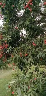 Lush lychee tree with green leaves and red fruits in orchard.