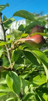 Close-up of pear tree with green leaves and ripe fruit.