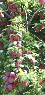 Lush plum tree with ripe fruits and green leaves for mobile wallpaper.