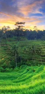 Twilight view of lush green rice terraces with palm trees and a colorful sunset.