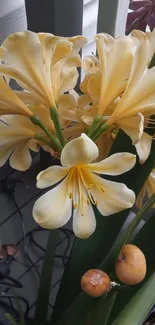 Yellow tropical lilies with lush green leaves.