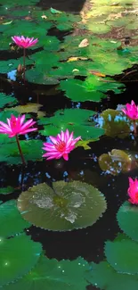 Green lily pads with pink flowers on a pond.