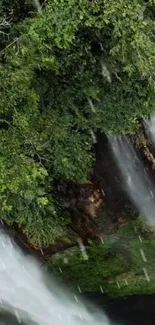 Lush green forest with cascading waterfall.