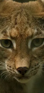 Close-up of a lynx's face with intense eyes and detailed fur texture.