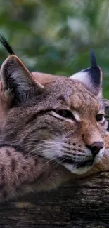 Lynx resting on a tree in a lush green forest background.