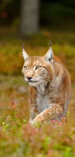 Lynx prowling in a colorful meadow.