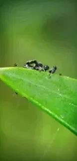 Macro shot of an ant on a vibrant green leaf.