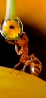 Macro photo of an ant holding a dew drop with a flower reflection.