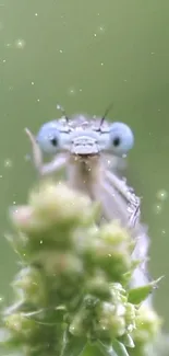 Close-up of a dragonfly on a plant with a green background.