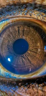 Closeup macro of a detailed brown eye.