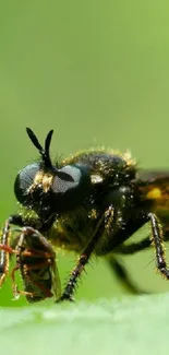 Detailed macro image of a predatory insect on a green backdrop.