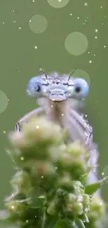 Close-up of an insect on a plant with a green background and soft bokeh.