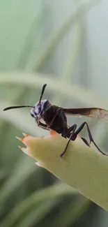 Close-up macro shot of a wasp on a green leaf.