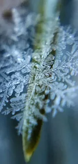 Close-up of a snowflake on a leaf with a cool blue background.