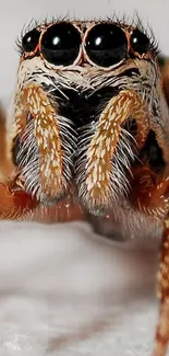 Close-up macro image of a spider's face, highlighting eyes and texture.