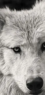 Monochrome close-up of a wolf's intense gaze.