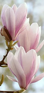 Magnolia blossoms in soft pink tones, mobile wallpaper.