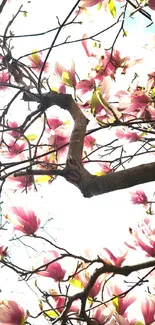 Mobile wallpaper featuring pink magnolia flowers against a sunny blue sky.