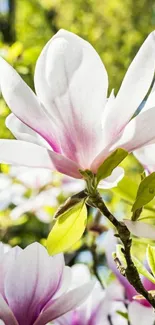 Vibrant magnolia blooms with green leaves in spring sunlight.