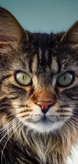 Close-up of a Maine Coon cat with a sky blue background.