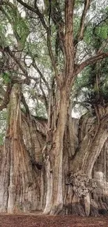 Majestic ancient tree with sprawling branches and lush greenery.